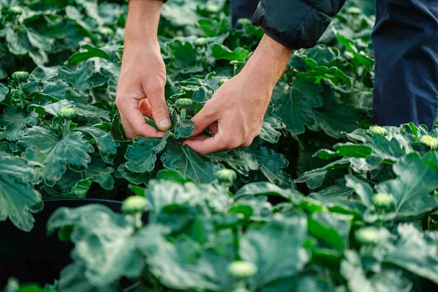 Websérie savoir-faire producteur Jardiland Jarry